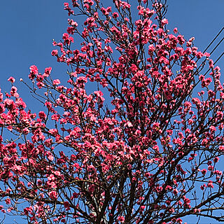 桃の花♡のインテリア実例 - 2019-03-31 19:57:11