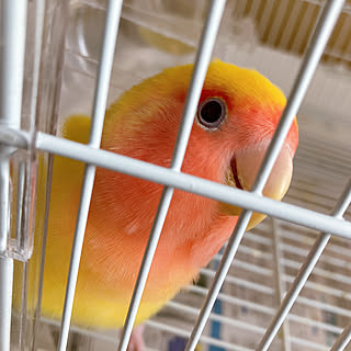 コザクラインコ/インコ部/インコのいる暮らし/インコと暮らす家/ナチュラル...などのインテリア実例 - 2021-08-12 15:03:54