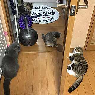 バス/トイレ/ねこと暮らす。/ブリティッシュショートヘア/ミヌエット/マンチカン...などのインテリア実例 - 2018-11-08 08:41:15