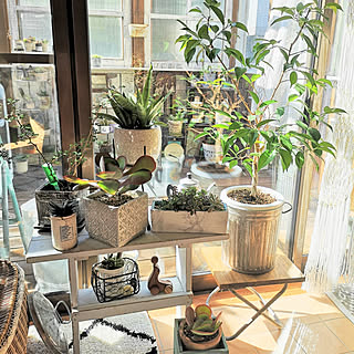 バス/トイレ/いいね！ありがとうございます♪/観葉植物のある暮らし/NO GREEN NO LIFE/グリーンのある暮らし...などのインテリア実例 - 2020-11-09 11:35:45