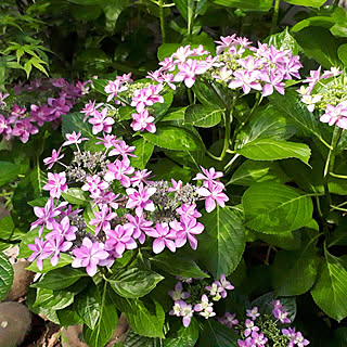 玄関/入り口/紫陽花/がく紫陽花/植物のある暮らし/心地よい暮らし...などのインテリア実例 - 2022-06-09 07:58:17