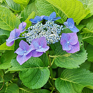 紫陽花/額紫陽花/季節の花/癒し/朝の風景...などのインテリア実例 - 2021-06-10 07:10:39