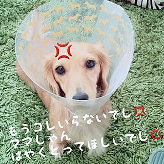 リビング/ダックス/エリザベスカラー/☆chula☆/犬部♪のインテリア実例 - 2016-03-05 23:05:32