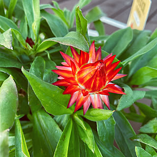 コロロのインテリア実例 Roomclip ルームクリップ コロロのインテリア実例 Roomclip ルームクリップ