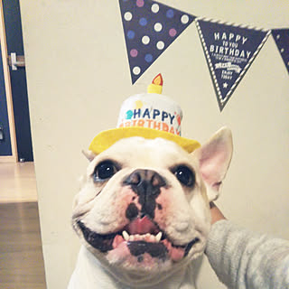 壁/天井/いいね&フォローありがとうございます☆/フレンチブルドッグ/犬と暮らす/happybirthday♡...などのインテリア実例 - 2018-03-20 09:33:35