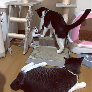 部屋全体/キャットタワー/ねこバカ/ねこଲ₍⁃̗̀̂❍⃓ˑ̫❍⃓⁃̠́̂₎ଲ/ねこばかりすみませんm(._.)m...などのインテリア実例 - 2018-10-06 01:50:08