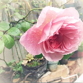 玄関/入り口/薔薇が好き/プロヴァンスに憧れて…/プランター/モルタル...などのインテリア実例 - 2015-04-21 08:13:38