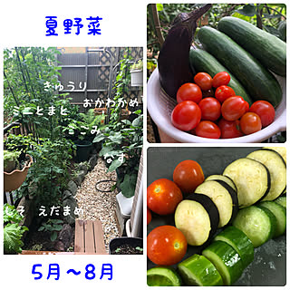 家庭菜園/家庭菜園の野菜たち/家庭菜園を楽しむ/家庭菜園初心者/庭...などのインテリア実例 - 2021-09-05 12:33:00