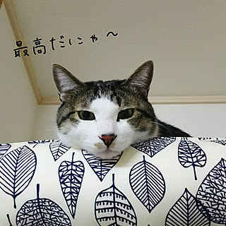 ベッド周り/なかなか訪問できずにｽﾐﾏｾﾝ/いいね&フォローありがとうございます☆/猫のいる暮らし/猫ベット...などのインテリア実例 - 2017-12-24 10:32:48