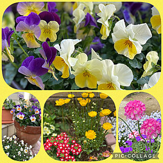 花のある暮らし♡/お庭の花達/花瓶のお花/お庭/花のある暮らしを楽しむ...などのインテリア実例 - 2022-03-27 14:54:30