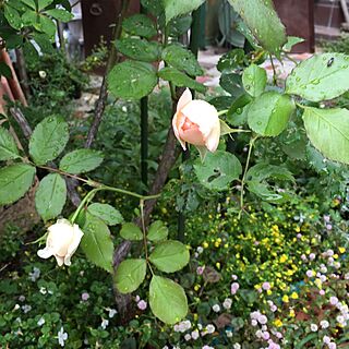玄関/入り口/バラ/グリーンのある暮らし/植物/庭づくり中...などのインテリア実例 - 2017-05-17 10:03:10