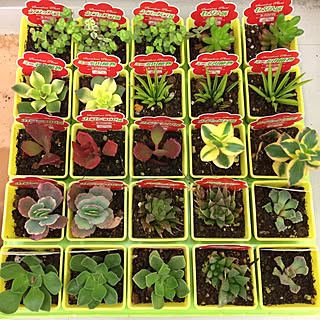 棚/Daiso/多肉狩り/多肉植物/観葉植物...などのインテリア実例 - 2017-01-26 09:43:32