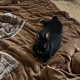 多頭飼い/ウサギと暮らす/Nウォームは暖かい。/ベッド周りのインテリア実例 - 2021-01-12 23:41:16