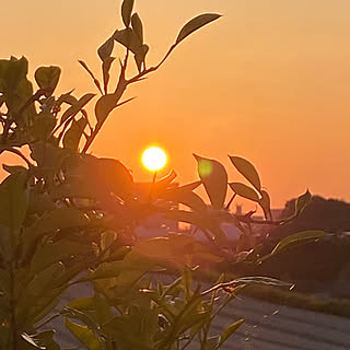 今日の夕陽☀️/日本家屋/昭和の家/広縁のある家/夕陽が見える庭...などのインテリア実例 - 2022-05-03 23:42:58