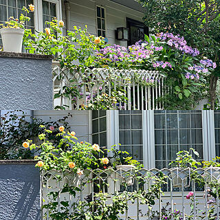 外壁グレー/DIY/外壁塗装/額アジサイ/お花のある暮らし...などのインテリア実例 - 2022-06-28 20:23:27