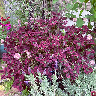 赤いクローバーのインテリア実例 Roomclip ルームクリップ