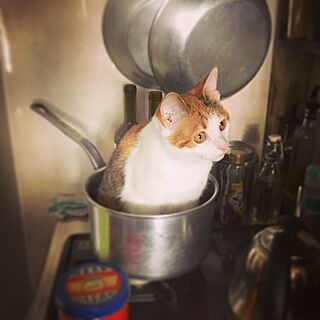 キッチン/鍋猫/猫/一人暮らしのインテリア実例 - 2016-12-14 17:05:01