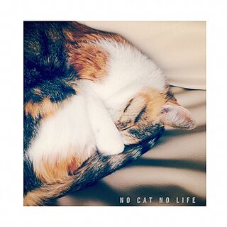 おやすみなさい/NO CAT NO LIFE/三毛猫/猫と暮らすのインテリア実例 - 2016-11-06 22:08:55