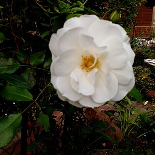 庭でーす。/バラ大好き♡/白いバラのインテリア実例 - 2015-05-10 16:51:05