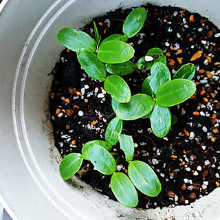 玄関/入り口/ニトリ/ドライフラワー/いいねありがとうございます❤️/植物のある部屋...などのインテリア実例 - 2018-06-12 18:47:09