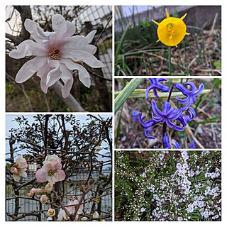 玄関/入り口/庭の花/花壇の花/あったかくなりました✨/いろいろな花が咲いてます...などのインテリア実例 - 2021-03-07 09:39:43