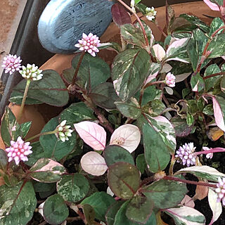 丸いお花/お庭待ち遠しい/やっと見つけた♪/お庭に植えたい！/可愛いピンクのお花...などのインテリア実例 - 2019-05-08 18:30:04