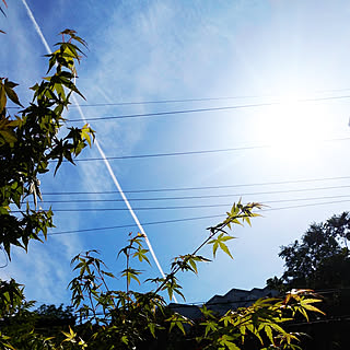 庭/天目かえで/ひこうき雲/青空！のインテリア実例 - 2019-06-03 15:33:00