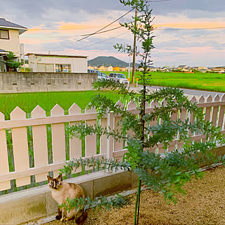 庭のお花 ミモザの木のインテリア実例 Roomclip ルームクリップ