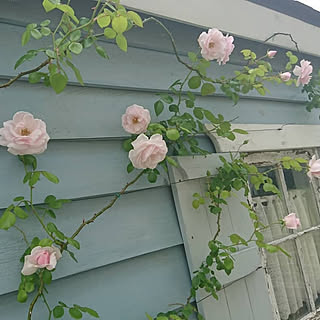 部屋全体/ホワイトインテリア/garden/お庭の花/薔薇...などのインテリア実例 - 2019-09-20 21:39:39