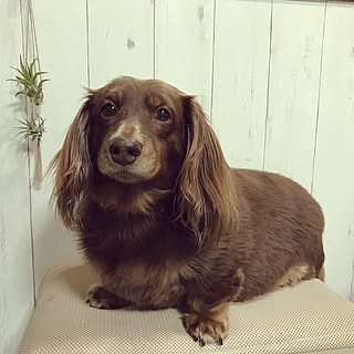 ミニチュアダックスと暮らす家/観葉植物/西海岸風にしたい/西海岸インテリア/間接照明...などのインテリア実例 - 2020-11-14 21:48:57