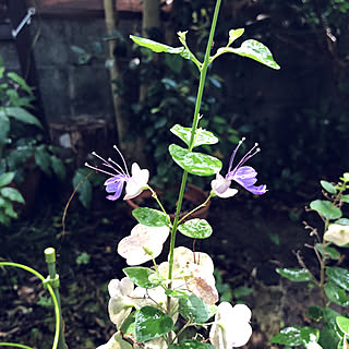 落ち葉。。涼しくなってから、、/草むしり。。涼しくなってから、、、/チャイニーズハット/庭/昭和の家...などのインテリア実例 - 2022-08-05 09:28:30