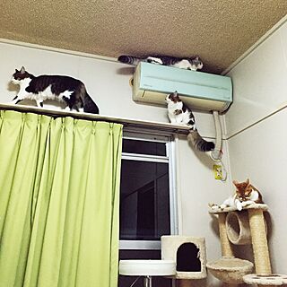壁/天井/キャットタワー/猫/ねこのいる日常/猫との生活...などのインテリア実例 - 2015-12-04 19:58:19