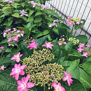 バス/トイレ/バストイレではありません/ガクアジサイ/山紫陽花/紫陽花...などのインテリア実例 - 2017-06-03 14:13:37