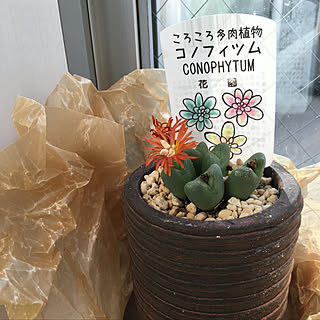 部屋全体/マルシェ/観葉植物/カフェ風のインテリア実例 - 2018-11-14 13:02:43