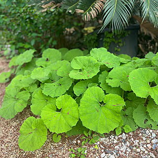 庭のお花/山菜/観葉植物/玄関/入り口のインテリア実例 - 2023-04-19 17:37:25