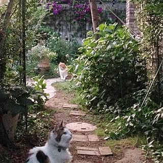 玄関/入り口/ねこのいる日常/お庭の花/いいね！ありがとうございます♪/ガーデニングのインテリア実例 - 2017-07-12 22:00:04