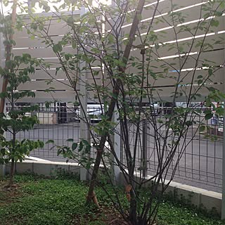 狭い庭のインテリア実例 Roomclip ルームクリップ