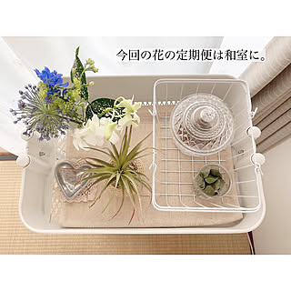 雑貨/ペットとの暮らし/観葉植物/四人家族/ニトリ...などのインテリア実例 - 2019-05-21 21:31:12