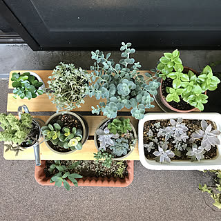 部屋全体/マンションリフォーム/植物のある暮らし/断捨離中のはず(^^;)/二人暮らし...などのインテリア実例 - 2017-08-28 07:45:25