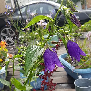 机/植物/北海道/ガーデニング/花のある暮らし...などのインテリア実例 - 2017-07-04 08:34:41