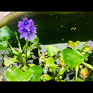 実家シリーズ/実家の庭/実家/ホテイソウの花/植物が好き...などのインテリア実例 - 2019-08-19 11:29:17