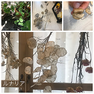 シャビーな雰囲気が好き/DIY♡/いつもいいね！ありがとうございます♪/ドライフラワーのある暮らし/ハンドメイド好き...などのインテリア実例 - 2020-07-12 14:15:10