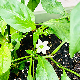 部屋全体/肥料過多解消しました/実になりそうなピーマン/実になりかけ途中/花が咲きました...などのインテリア実例 - 2023-11-20 22:13:24