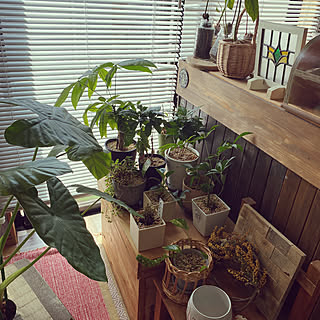 観葉植物/クワズイモ/観葉植物と暮らす/観葉植物のある暮らし/リビングのインテリア実例 - 2023-05-27 14:19:19