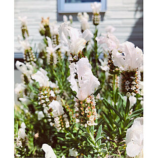 庭は花でいっぱい/お花のある暮らし/癒やされる~♡/ホワイトラベンダー/ラベンダー...などのインテリア実例 - 2021-04-26 11:05:12