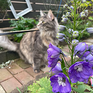 花でいっぱいの庭にしたい/お庭に花を/猫散歩/デルフィニウム/春の花壇...などのインテリア実例 - 2023-01-15 09:08:24