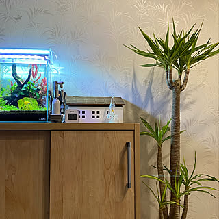 コンセントを隠したい/水槽のある部屋/観葉植物/棚のインテリア実例 - 2021-01-01 14:45:28