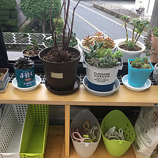 玄関/入り口/犬と暮らす/いいね&フォローありがとうございます☆/雑貨/多肉植物...などのインテリア実例 - 2018-05-09 15:26:49