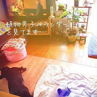 リビング/フレンチブルドック/愛犬/テレビ/ペットインテリアのインテリア実例 - 2014-07-10 09:27:26