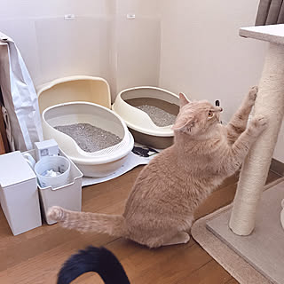 バス/トイレ/防臭/キャンドゥ/猫トイレ/猫部屋...などのインテリア実例 - 2018-05-21 13:53:02